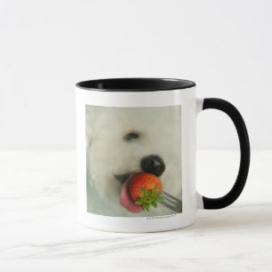 Close-up of a Bichon Frise eating a strawberry Mug