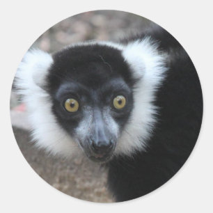 Close up of a Black and White Ruffed Lemur Classic Round Sticker