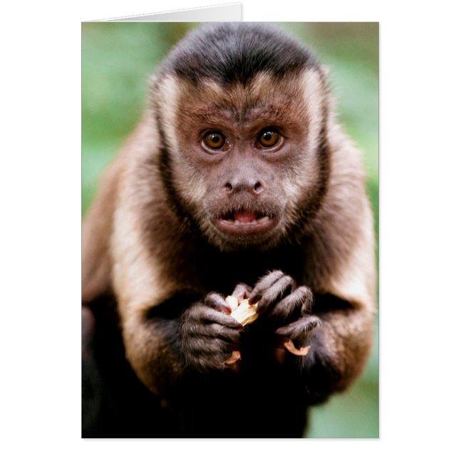 Close-up of a black-capped capuchin monkey (Front)
