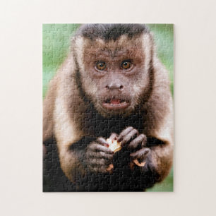 Close-up of a black-capped capuchin monkey jigsaw puzzle