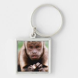 Close-up of a black-capped capuchin monkey keychain