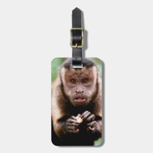 Close-up of a black-capped capuchin monkey luggage tag