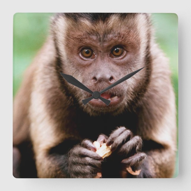 Close-up of a black-capped capuchin monkey square wall clock (Front)