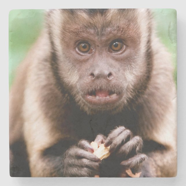 Close-up of a black-capped capuchin monkey stone coaster (Front)