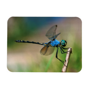 Close-Up Of A Blue Dragon Fly On A Branch Magnet