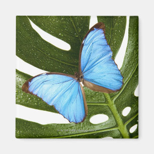 Close up of a Blue Morpho Butterfly on a palm Magnet