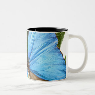 Close up of a Blue Morpho Butterfly on a palm Two-Tone Coffee Mug
