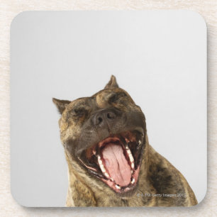 Close-up of a Boxer with its mouth open Coaster