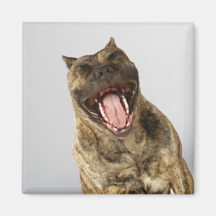 Close-up of a Boxer with its mouth open Magnet