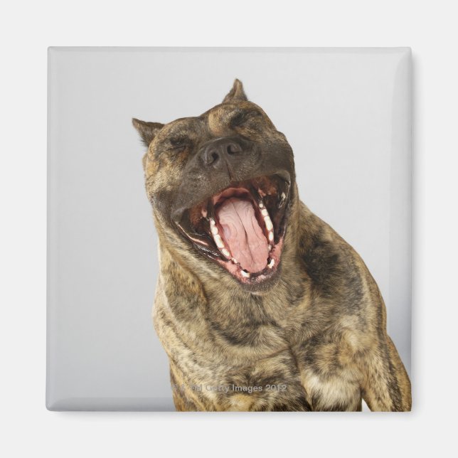 Close-up of a Boxer with its mouth open Magnet (Front)