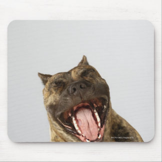 Close-up of a Boxer with its mouth open Mouse Pad
