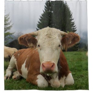 Close up of a brown and white cow laying down