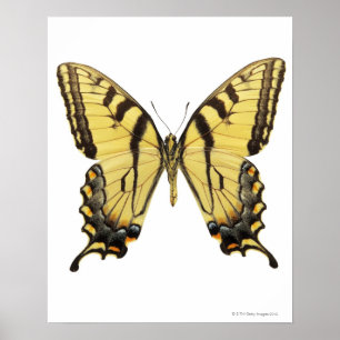 Close-up of a butterfly 2 poster