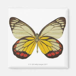 Close-up of a butterfly 3 magnet