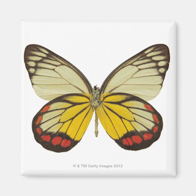 Close-up of a butterfly 3 magnet (Front)