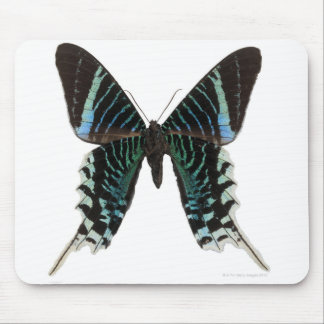 Close-up of a butterfly mouse pad