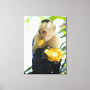 Close-up of a capuchin monkey eating a fruit canvas print