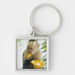 Close-up of a capuchin monkey eating a fruit keychain