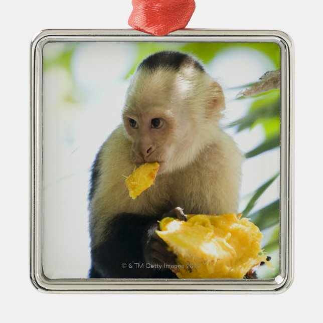Close-up of a capuchin monkey eating a fruit metal ornament (Front)
