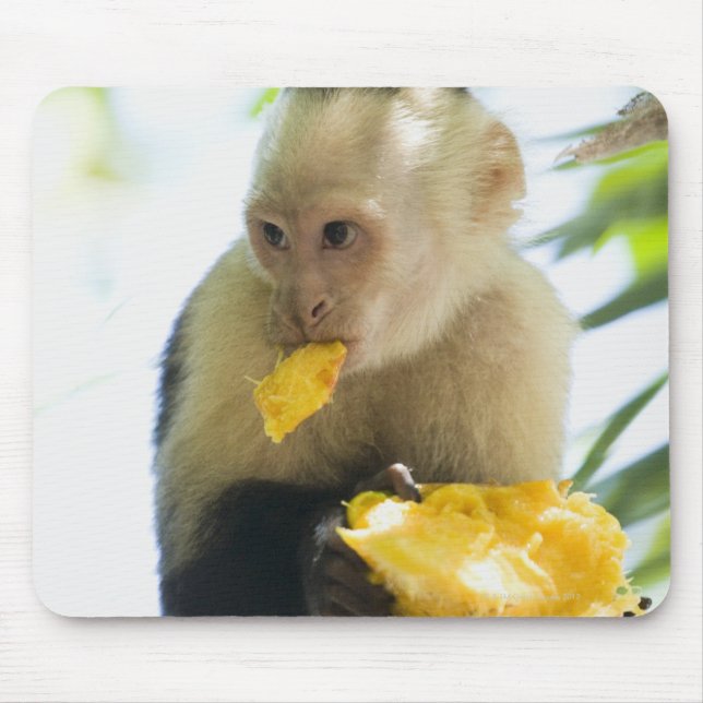 Close-up of a capuchin monkey eating a fruit mouse pad (Front)