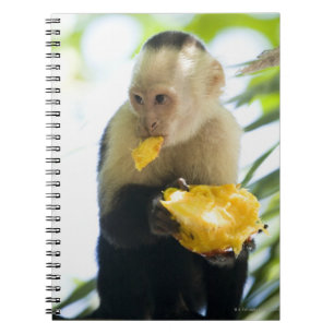Close-up of a capuchin monkey eating a fruit notebook