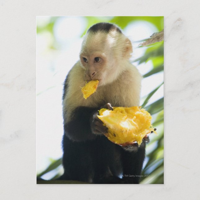 Close-up of a capuchin monkey eating a fruit postcard (Front)