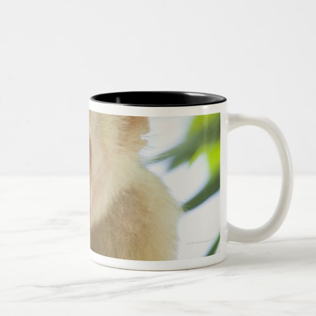 Close-up of a capuchin monkey eating a fruit Two-Tone coffee mug (Right)
