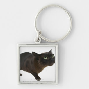 Close-up of a cat 2 keychain