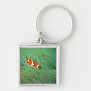 Close up of a clown anemone fish, Okinawa, Japan Keychain