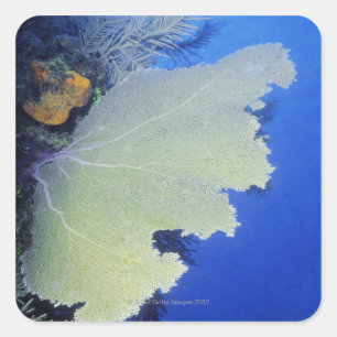 Close-up of a Common Sea Fan Square Sticker