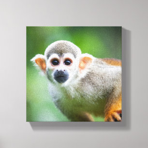Close-up of a Common Squirrel Monkey Canvas Print