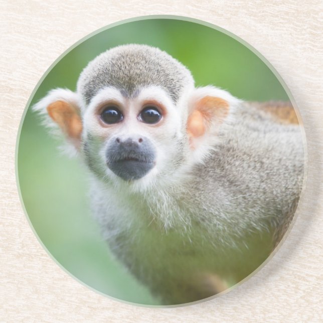 Close-up of a Common Squirrel Monkey Coaster (Front)