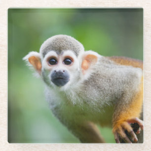 Close-up of a Common Squirrel Monkey Glass Coaster