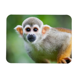 Close-up of a Common Squirrel Monkey Magnet