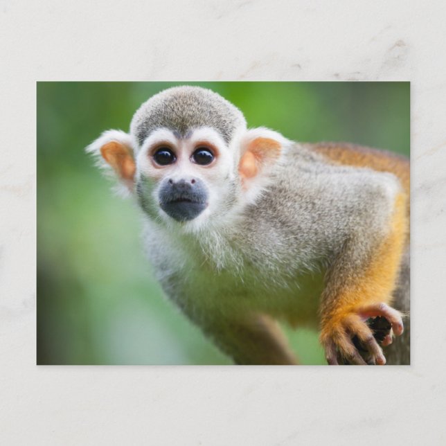 Close-up of a Common Squirrel Monkey Postcard (Front)