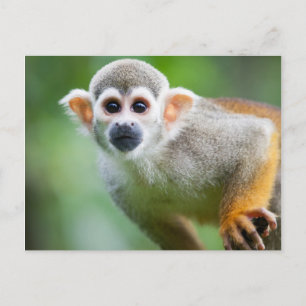 Close-up of a Common Squirrel Monkey Postcard
