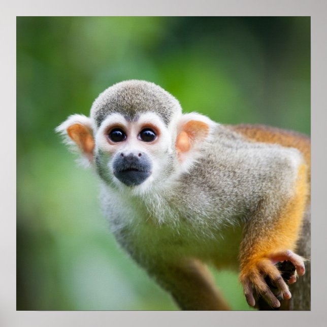 Close-up of a Common Squirrel Monkey Poster (Front)
