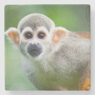 Close-up of a Common Squirrel Monkey Stone Coaster