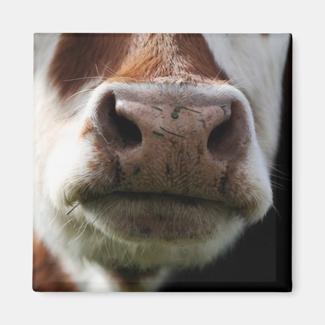 close up of a cow magnet (Front)