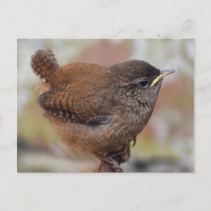 Close Up Of A Cute Young Wren  Postcard