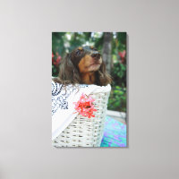 Close-up of a Dachshund dog sitting in a basket