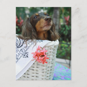 Close-up of a Dachshund dog sitting in a basket Postcard