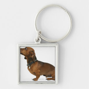 Close up of a dachshund keychain