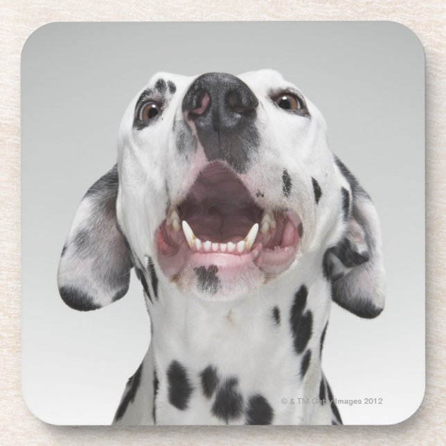 Close up of a Dalmatian dog Coaster (Front)