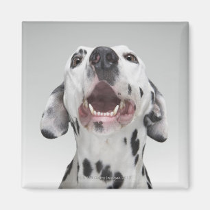 Close up of a Dalmatian dog Magnet