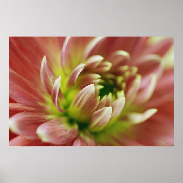 Close-up of a flower 2 poster (Front)