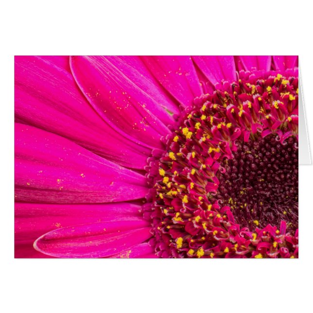 Close-up of a Gerber daisy (Front Horizontal)