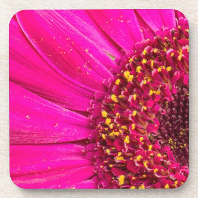 Close-up of a Gerber daisy Coaster (Front)