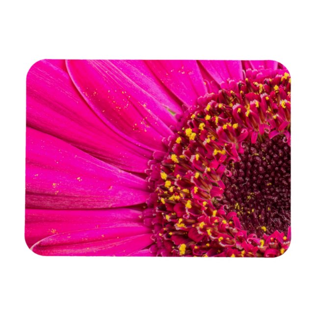 Close-up of a Gerber daisy Magnet (Horizontal)