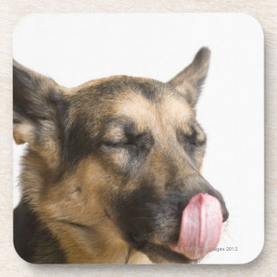 Close-up of a German Shepherd licking its nose Coaster